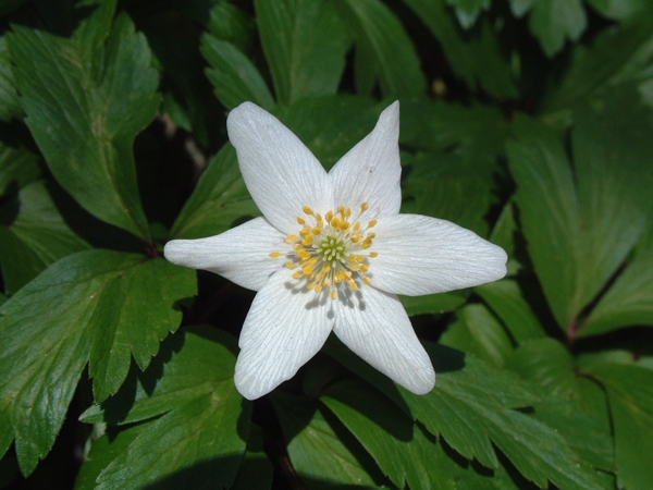 La primavera  vicina